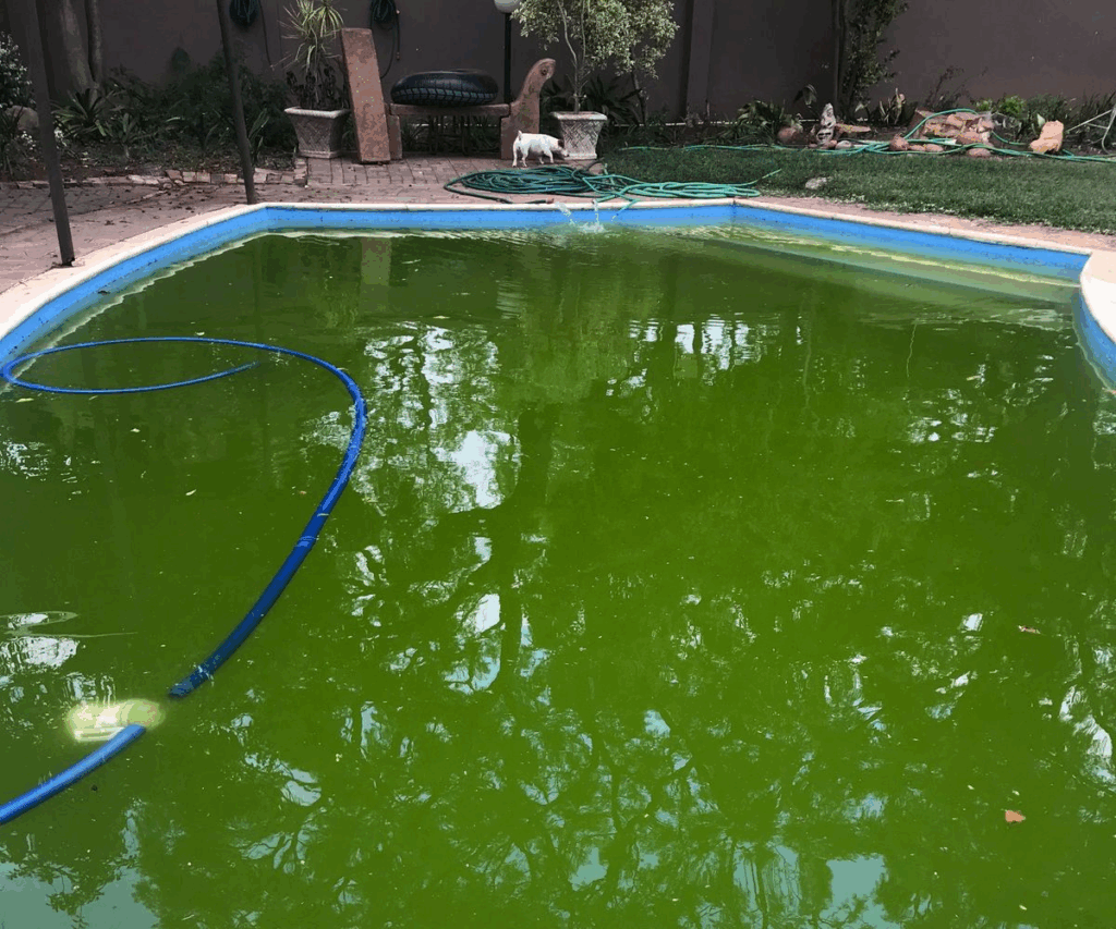Swimming pool water turned green from algae contamination